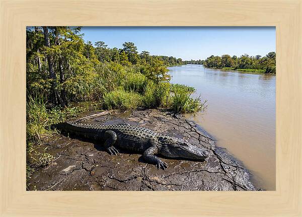 Majestic Alligator Under Sunlight