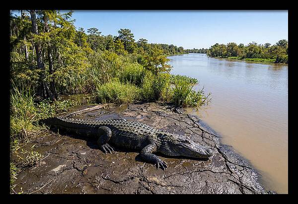 Majestic Alligator Under Sunlight
