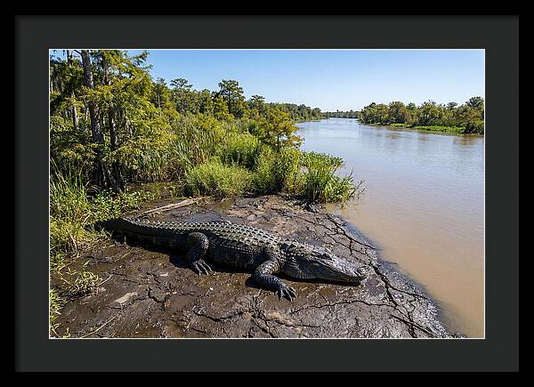 Majestic Alligator Under Sunlight