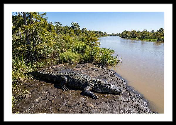 Alligator Art