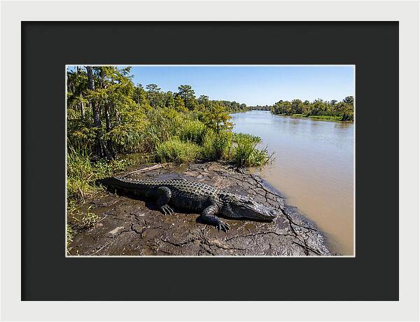 Majestic Alligator Under Sunlight