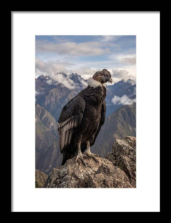 Majestic Andean Condor In Flight