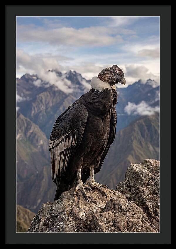 Majestic Andean Condor In Flight