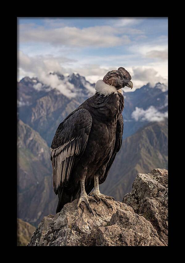 Majestic Andean Condor In Flight