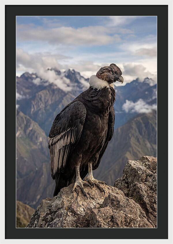 Majestic Andean Condor In Flight