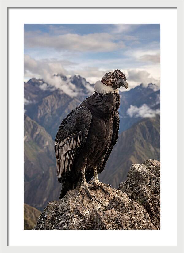 Majestic Andean Condor In Flight