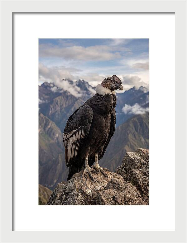 Majestic Andean Condor In Flight