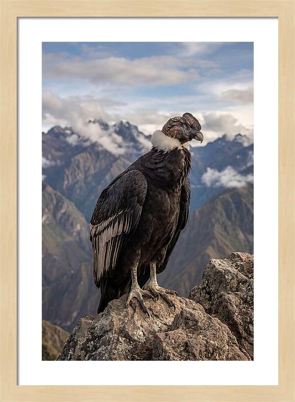 Majestic Andean Condor In Flight