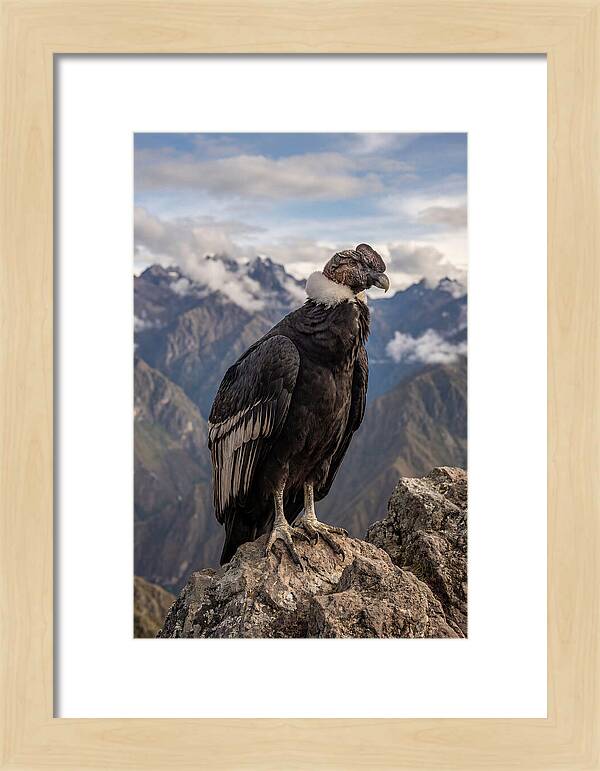 Majestic Andean Condor In Flight