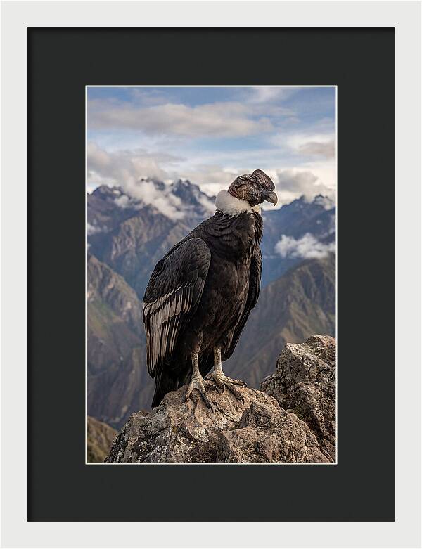 Majestic Andean Condor In Flight