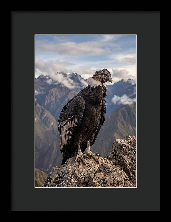 Majestic Andean Condor In Flight