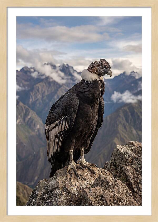 Majestic Andean Condor In Flight