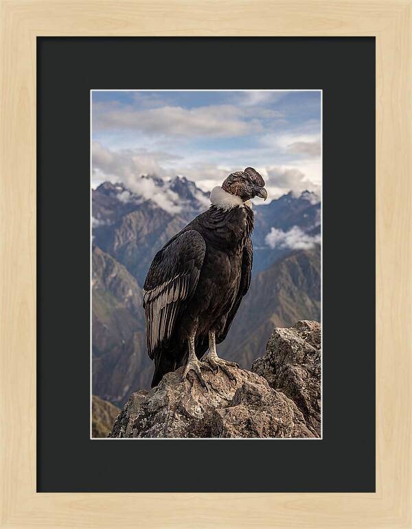 Majestic Andean Condor In Flight