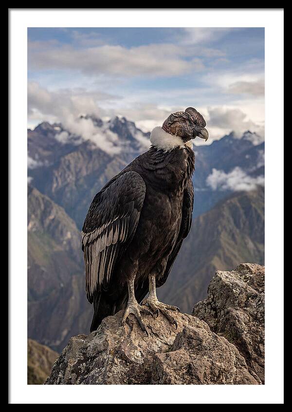 Majestic Andean Condor In Flight