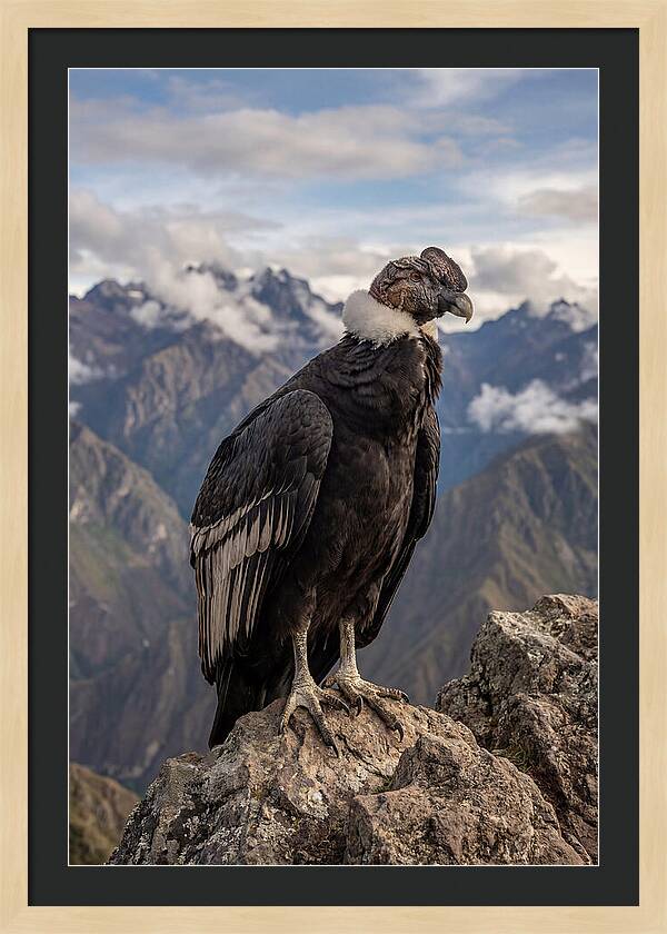Majestic Andean Condor In Flight
