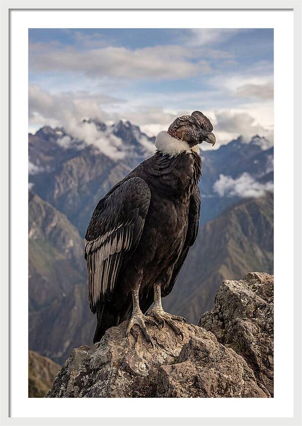 Majestic Andean Condor In Flight