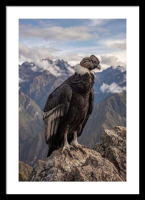 Majestic Andean Condor In Flight