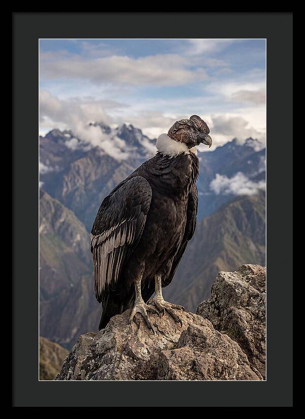 Majestic Andean Condor In Flight