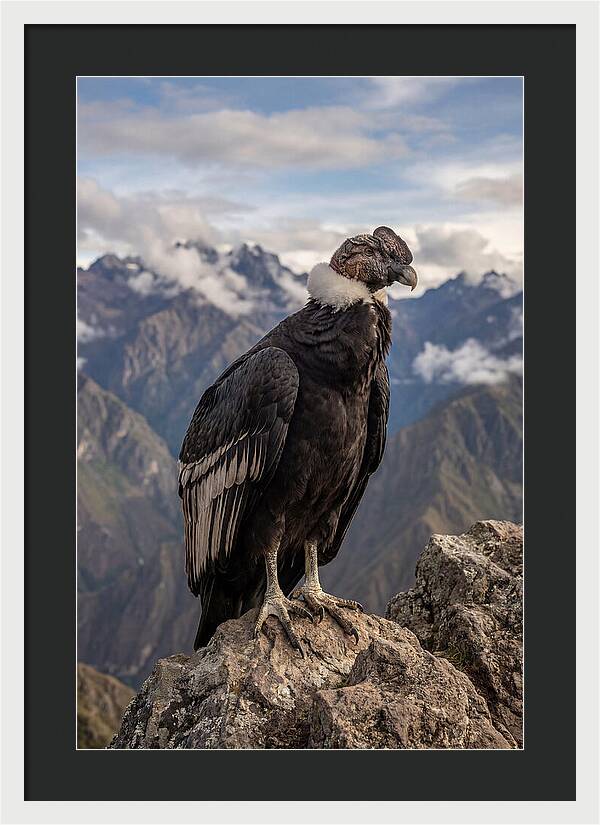 Majestic Andean Condor In Flight
