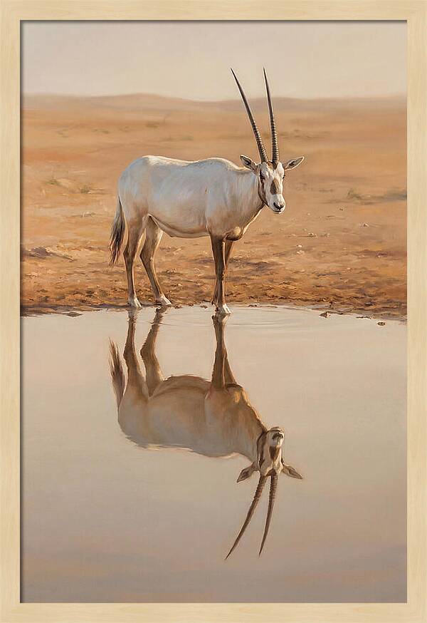Majestic Arabian Oryx Reflection