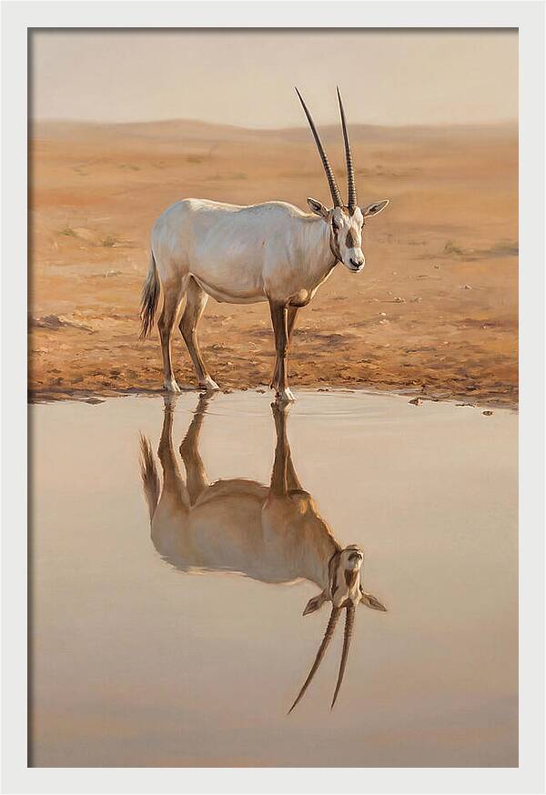 Majestic Arabian Oryx Reflection