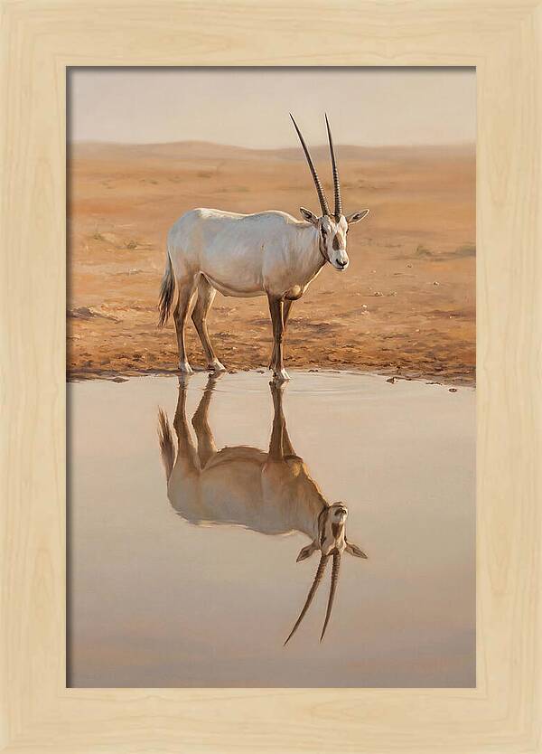 Majestic Arabian Oryx Reflection