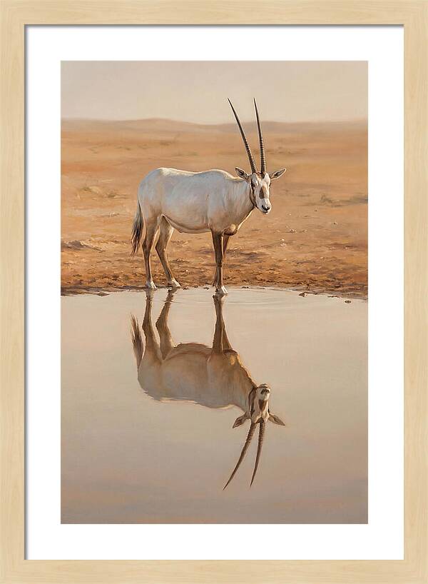 Majestic Arabian Oryx Reflection