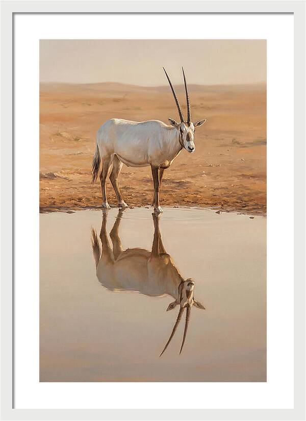 Majestic Arabian Oryx Reflection