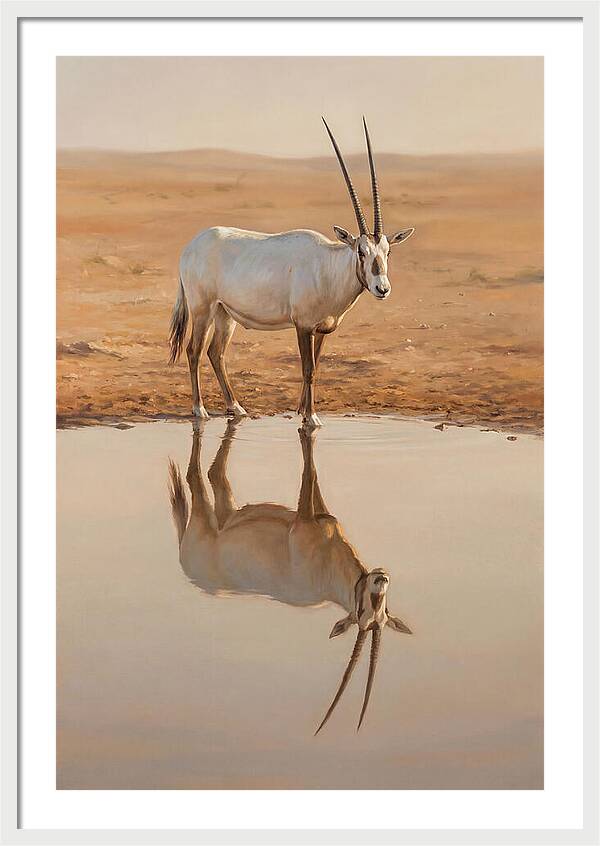 Majestic Arabian Oryx Reflection