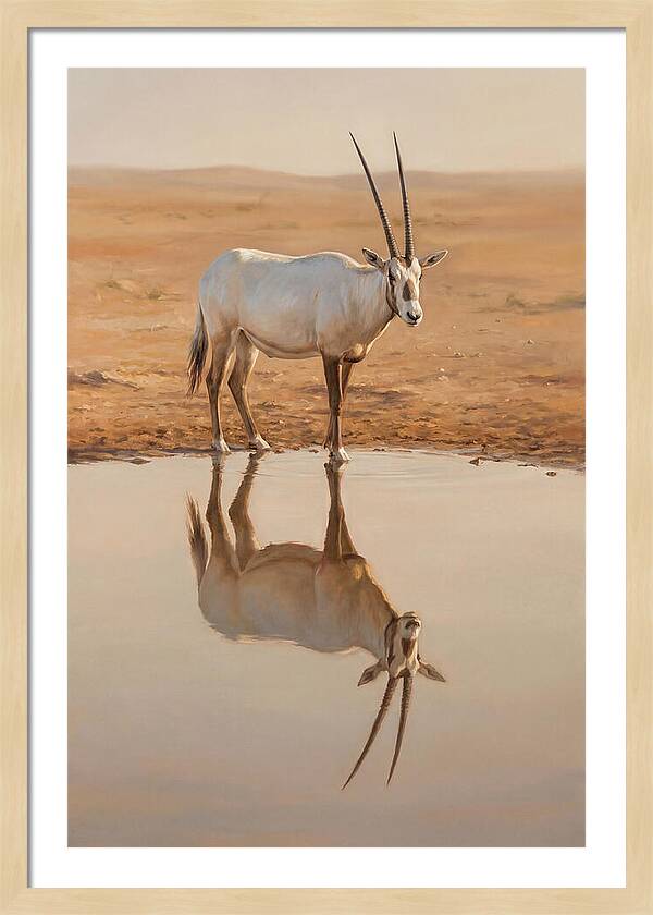 Majestic Arabian Oryx Reflection