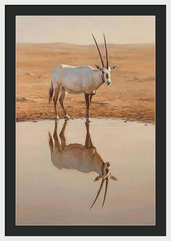 Majestic Arabian Oryx Reflection