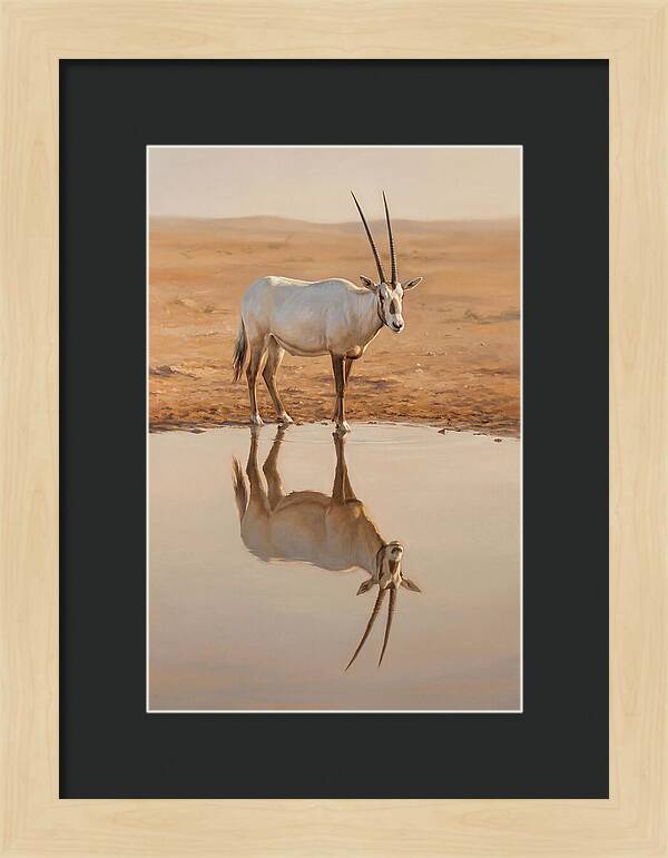 Majestic Arabian Oryx Reflection
