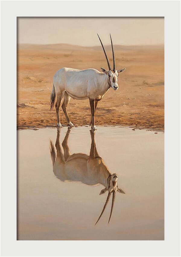 Majestic Arabian Oryx Reflection