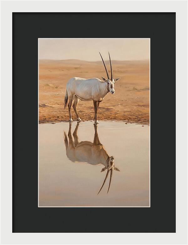 Majestic Arabian Oryx Reflection
