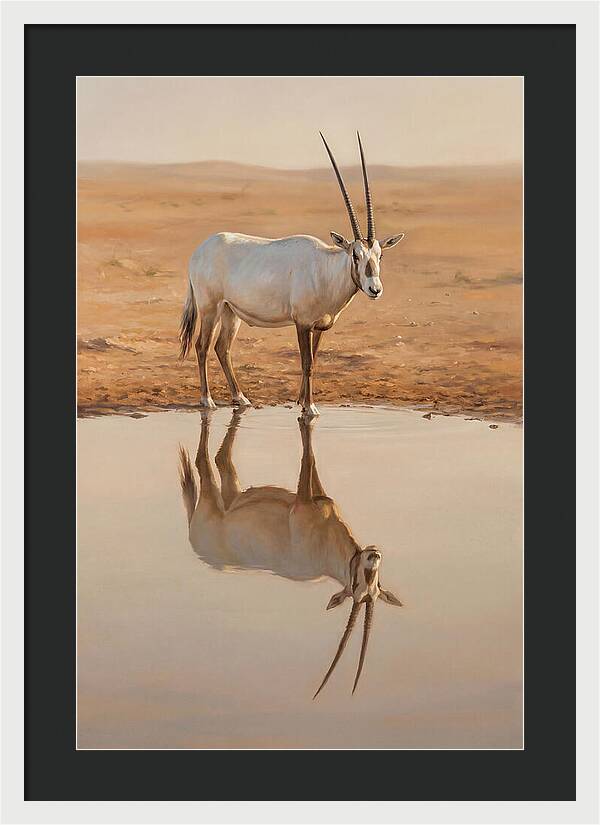 Majestic Arabian Oryx Reflection