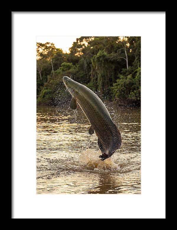 Majestic Arapaima In Motion