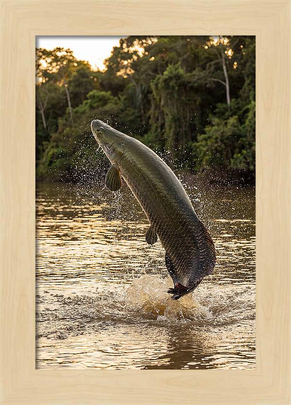 Majestic Arapaima In Motion