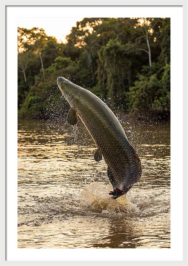 Majestic Arapaima In Motion