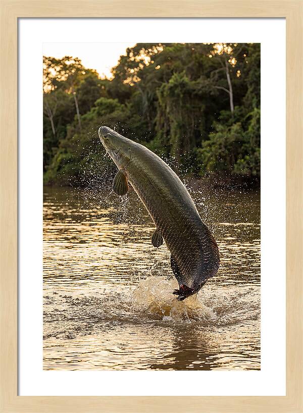 Majestic Arapaima In Motion