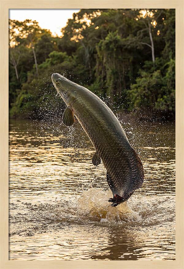 Majestic Arapaima In Motion