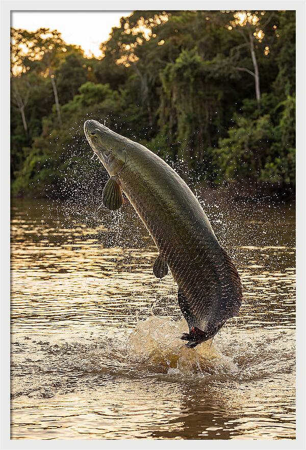 Majestic Arapaima In Motion