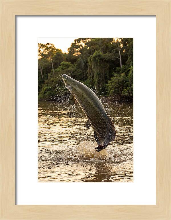 Majestic Arapaima In Motion