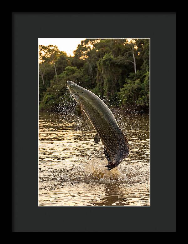 Majestic Arapaima In Motion