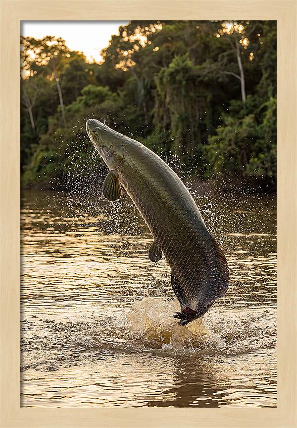 Majestic Arapaima In Motion