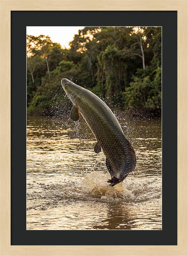 Majestic Arapaima In Motion