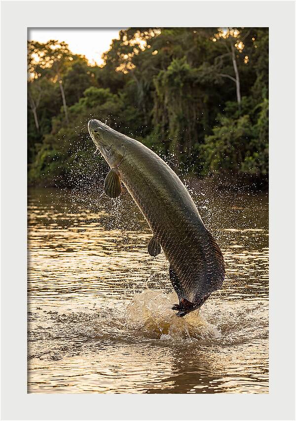 Majestic Arapaima In Motion