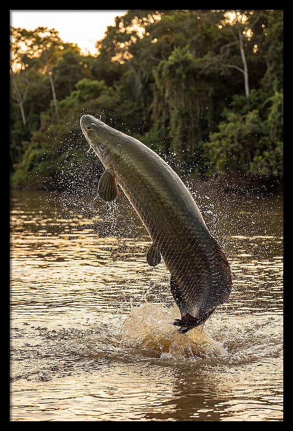 Majestic Arapaima In Motion