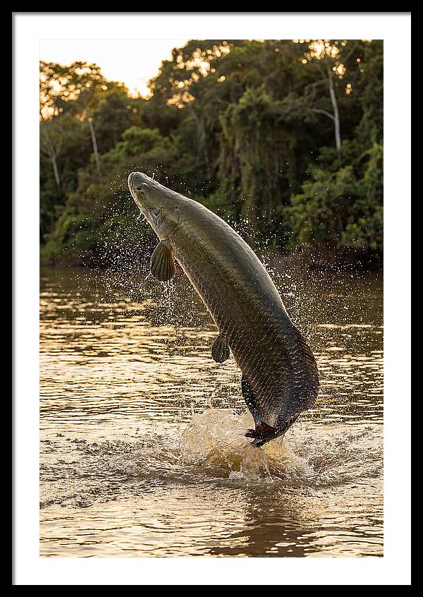 Majestic Arapaima In Motion