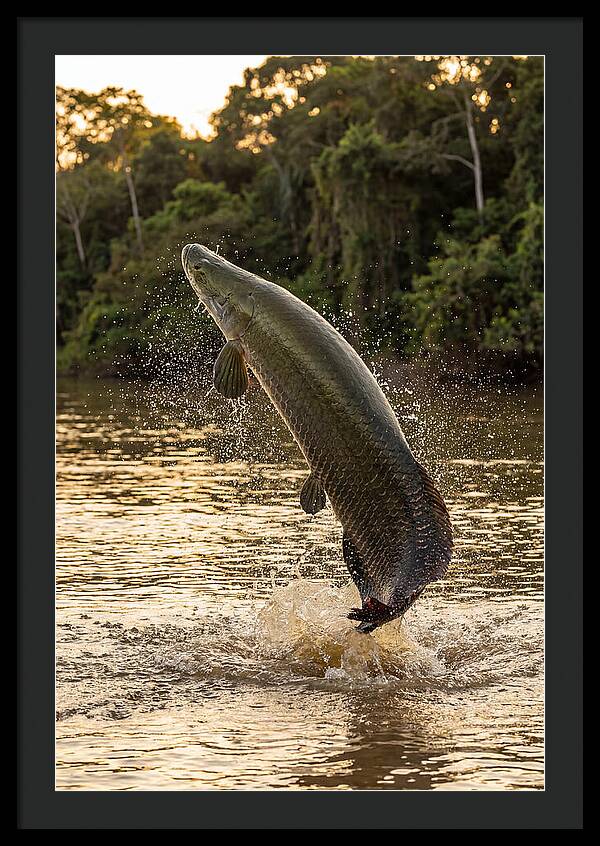Majestic Arapaima In Motion