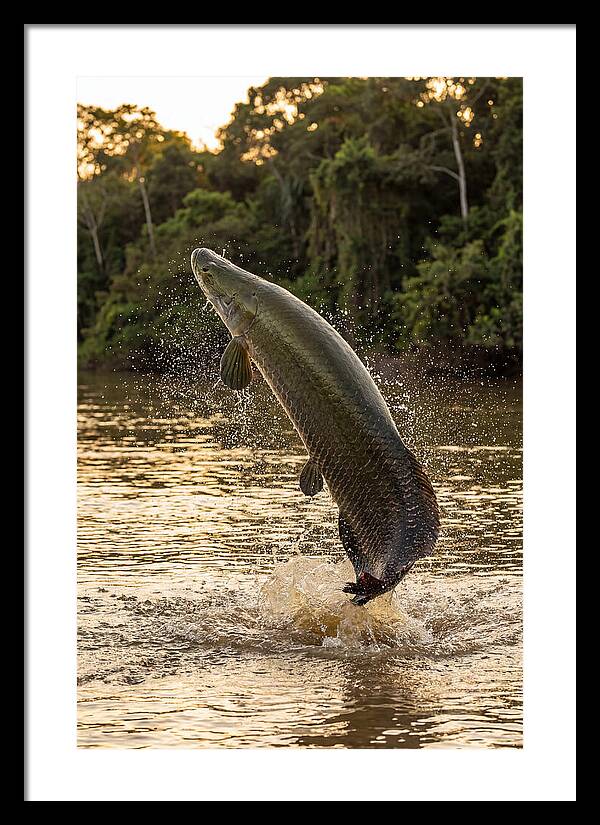 Majestic Arapaima In Motion